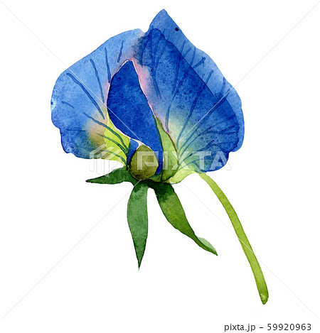 Blue sweet pea flower. Isolated sweet pea illustration element. Watercolor illustration set on white 59920963