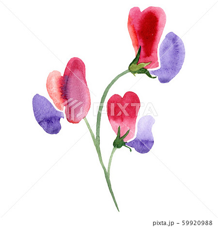 sweet pea watercolor tattoo