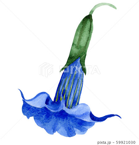 Brugmansia or Angels Trumpets flower. Isolated blue brugmansia illustration element. Watercolor 59921030
