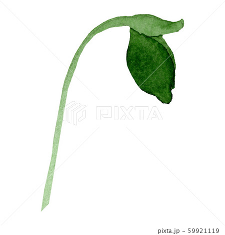 Isolated aquilegia bud illustration element. Watercolor background illustration set. Floral 59921119