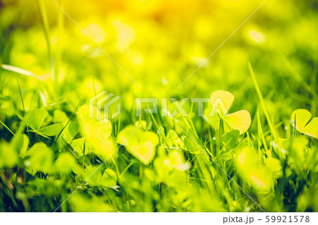 green plant nature blur for background postcard...の写真素材