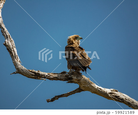 Bateleur eagle over dry tree branch looking back Bateleur eagle over dry tree branch looking back 59921589
