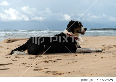 Beautiful dog lies on the sand near the ocean Beautiful dog lies on the sand near the ocean 59922429