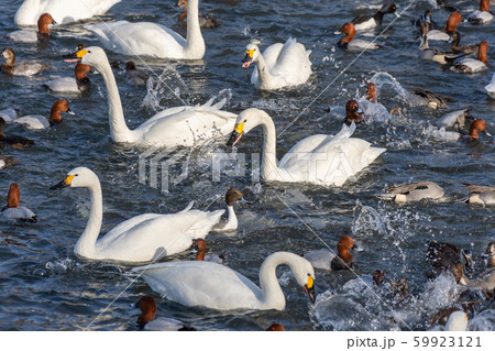 カモと白鳥と水しぶき カモと白鳥と水しぶき 59923121