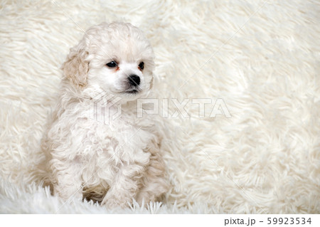 puppy portrait wool plaid background puppy portrait wool plaid background 59923534