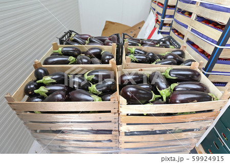 Eggplant Eggplant 59924915