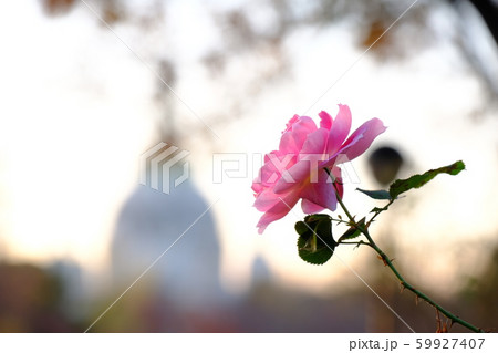 薔薇 59927407