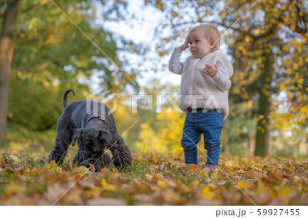 happy child with their dog black schnauzer enjoy play in autumn park 59927455