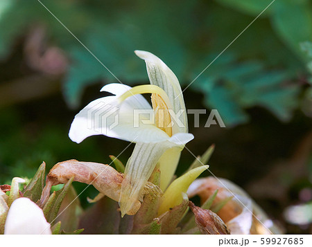 ミョウガの花の写真素材