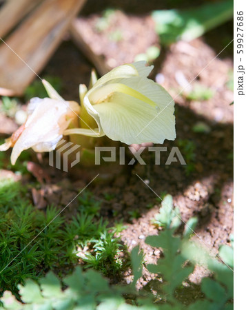 ミョウガの花の写真素材