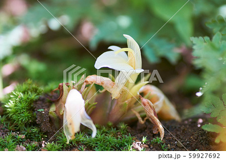 ミョウガの花の写真素材