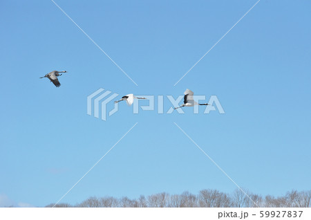 クロヅルとタンチョウの飛翔姿（北海道） 59927837