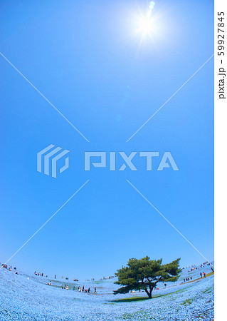 ひたち海浜公園 ネモフィラ 青空 太陽 ひたち海浜公園 ネモフィラ 青空 太陽 59927845