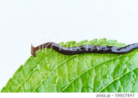 コウガイビル 59927847