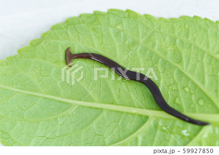 コウガイビル コウガイビル 59927850