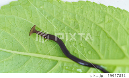 コウガイビル 59927851