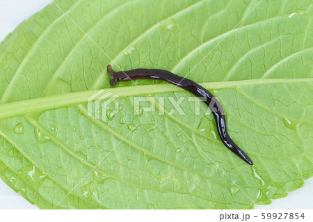 コウガイビル 59927854