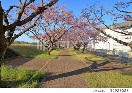 思川桜堤の桜並木 ( 栃木県 小山市 思川桜並木 4月 ) 59928028
