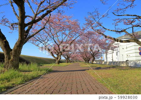 思川桜堤の桜並木 ( 栃木県 小山市 思川桜並木 4月 ) 59928030