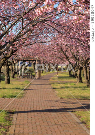思川桜堤の桜並木 ( 栃木県 小山市 思川桜並木 4月 ) 59928047