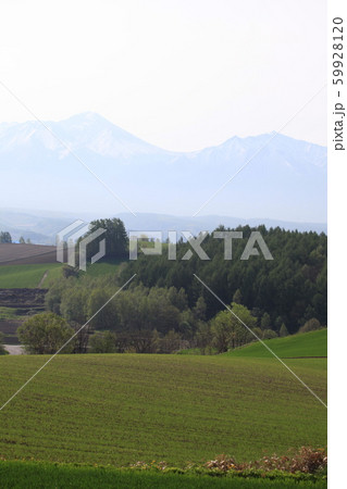 丘陵と十勝岳連峰 丘陵と十勝岳連峰 59928120