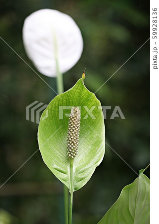 花 葉 植物 59928136