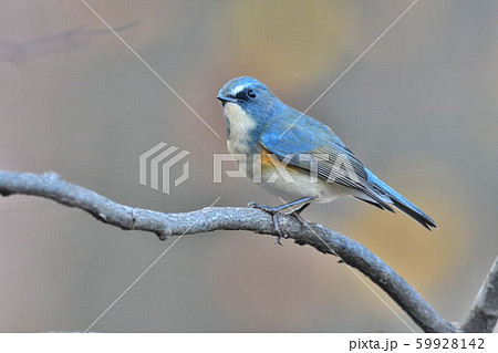 薬師池公園の野鳥 薬師池公園の野鳥 59928142