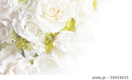背景 バラ 白のイラスト素材
