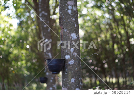 rubber plantation rubber plantation 59929214