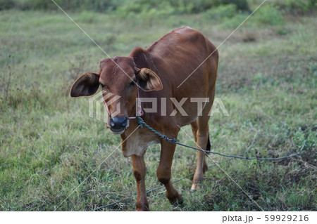 cow on the feild cow on the feild 59929216