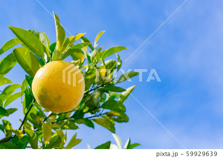 夏みかん 59929639