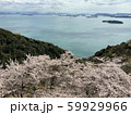 王子が岳 桜と瀬戸大橋（コバルトブルー） 59929966