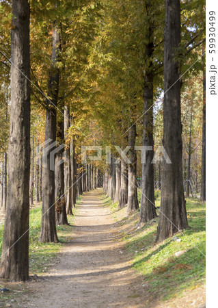 秋 麻浦区 マポグ 59930499