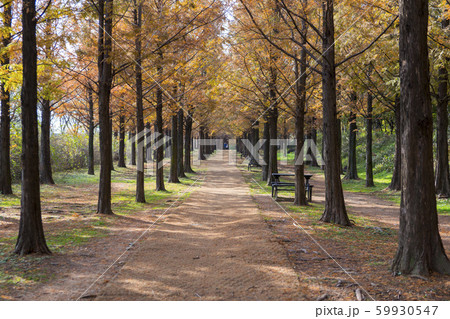 秋 麻浦区 マポグ 59930547