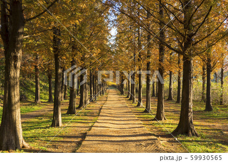 紅葉 秋 麻浦区 59930565