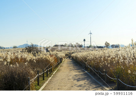 風景 秋 麻浦区 59931116