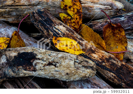 背景素材「流木と落ち葉」 59932011