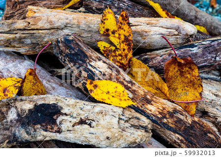 背景素材「流木と落ち葉」 59932013
