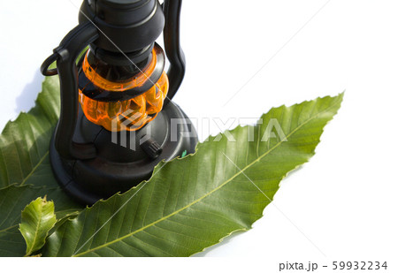 ランプ カボチャ ズッキーニ 59932234