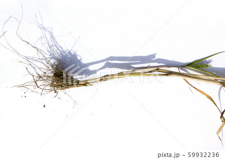 根 自然 植物 59932236