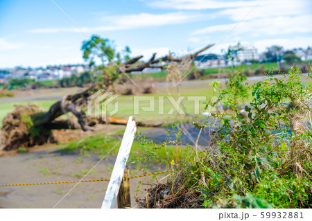 令和元年台風第19号が過ぎ去った一週間後の多摩川河川敷 59932881