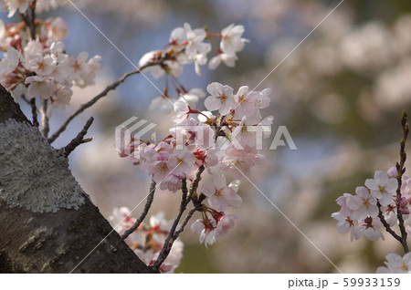 桜の幹から出た小枝の花 桜の幹から出た小枝の花 59933159