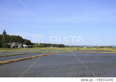 強風の田園風景（新潟県五泉市馬下） 59933206