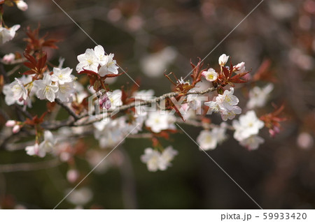 公園の山桜の花 公園の山桜の花 59933420