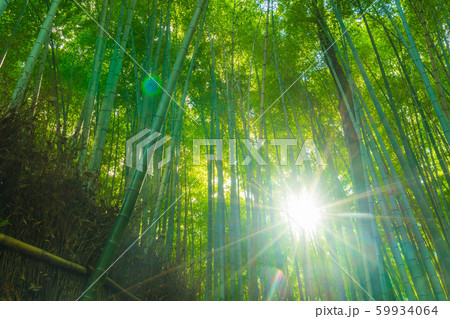 Path to bamboo forest at Arashiyama in Kyoto. Path to bamboo forest at Arashiyama in Kyoto. 59934064