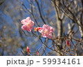 アカヤシオツツジ アカヤシオツツジ 59934161