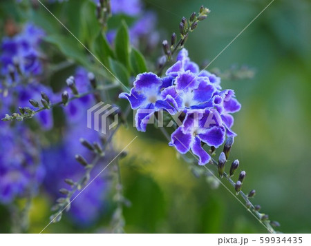 デュランタタカラヅカのクローズアップの写真素材