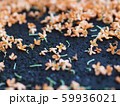 地面に舞うキンモクセイの小花 59936021
