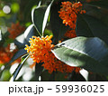 キンモクセイ 秋 開花中 59936025