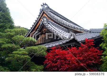 松尾大社の野村もみじ 59936370